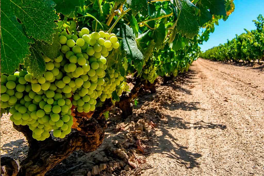 El secreto mejor guardado del enoturismo andaluz está en el Condado de Huelva