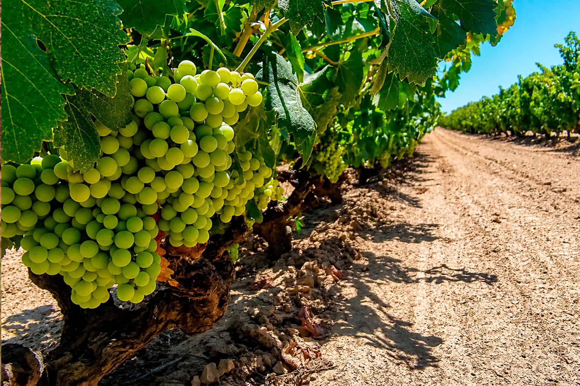 Uva zalema, autóctona del Condado de Huelva.